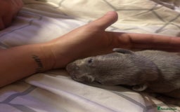 French Bulldog dogs for sale: French bulldogs  - Image 12