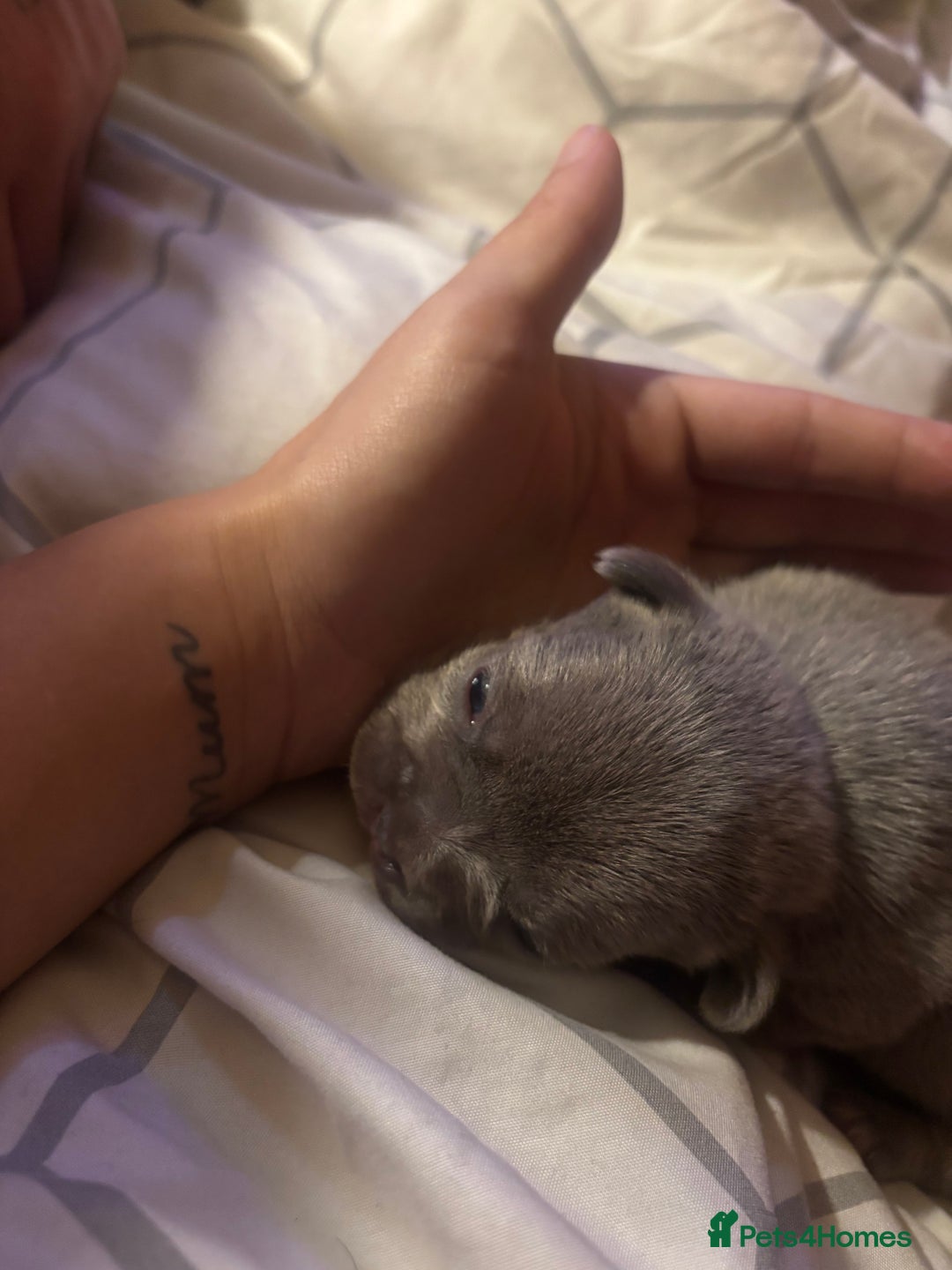 French Bulldog dogs for sale: French bulldogs  - Image 12