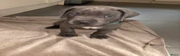 Cane Corso dogs for sale: Grand champion bloodline Cane Corso puppies  - Advert 10