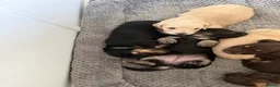 Miniature Dachshund dogs for sale: Beautiful English cream long hair mini dachshunds - Advert 2
