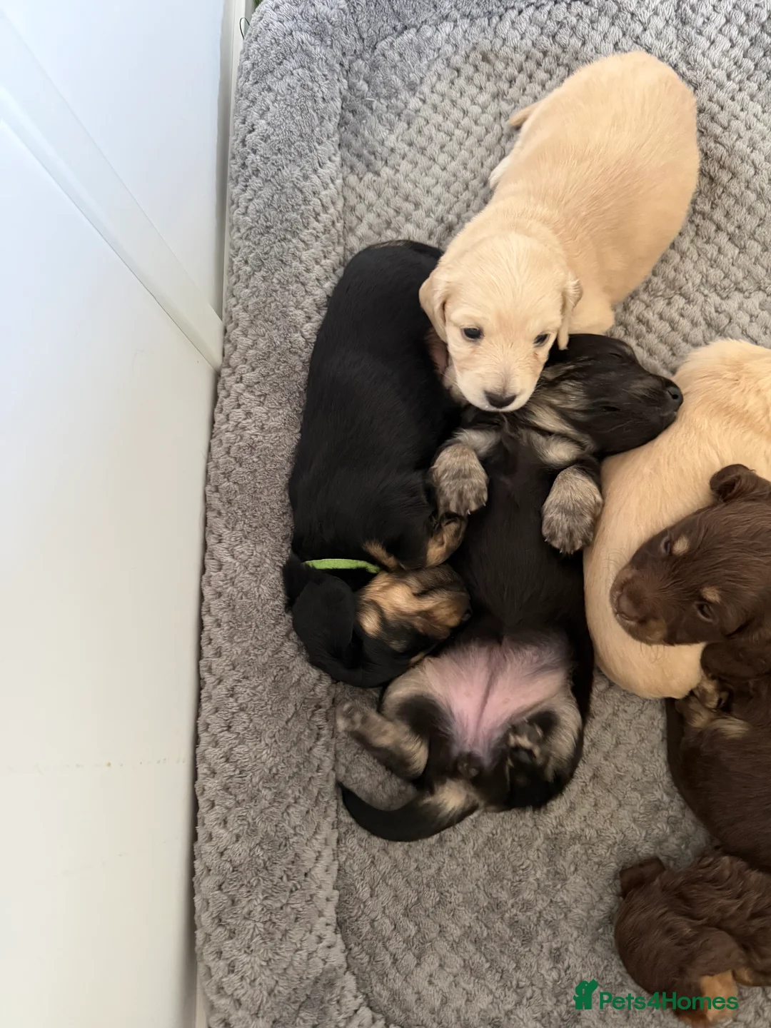 Miniature Dachshund dogs for sale: Beautiful English cream long hair mini dachshunds - Advert 2