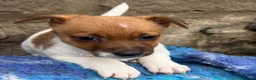 Jack Russell dogs for sale: Bred From Health Tested Parents - Advert 15
