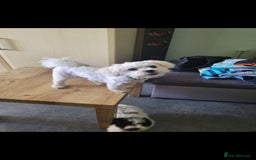Bichon Frise dogs for sale: Bishon poppy's available  - Image 23