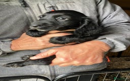 Cocker Spaniel dogs for sale: Cocker spaniel puppies - Image 10