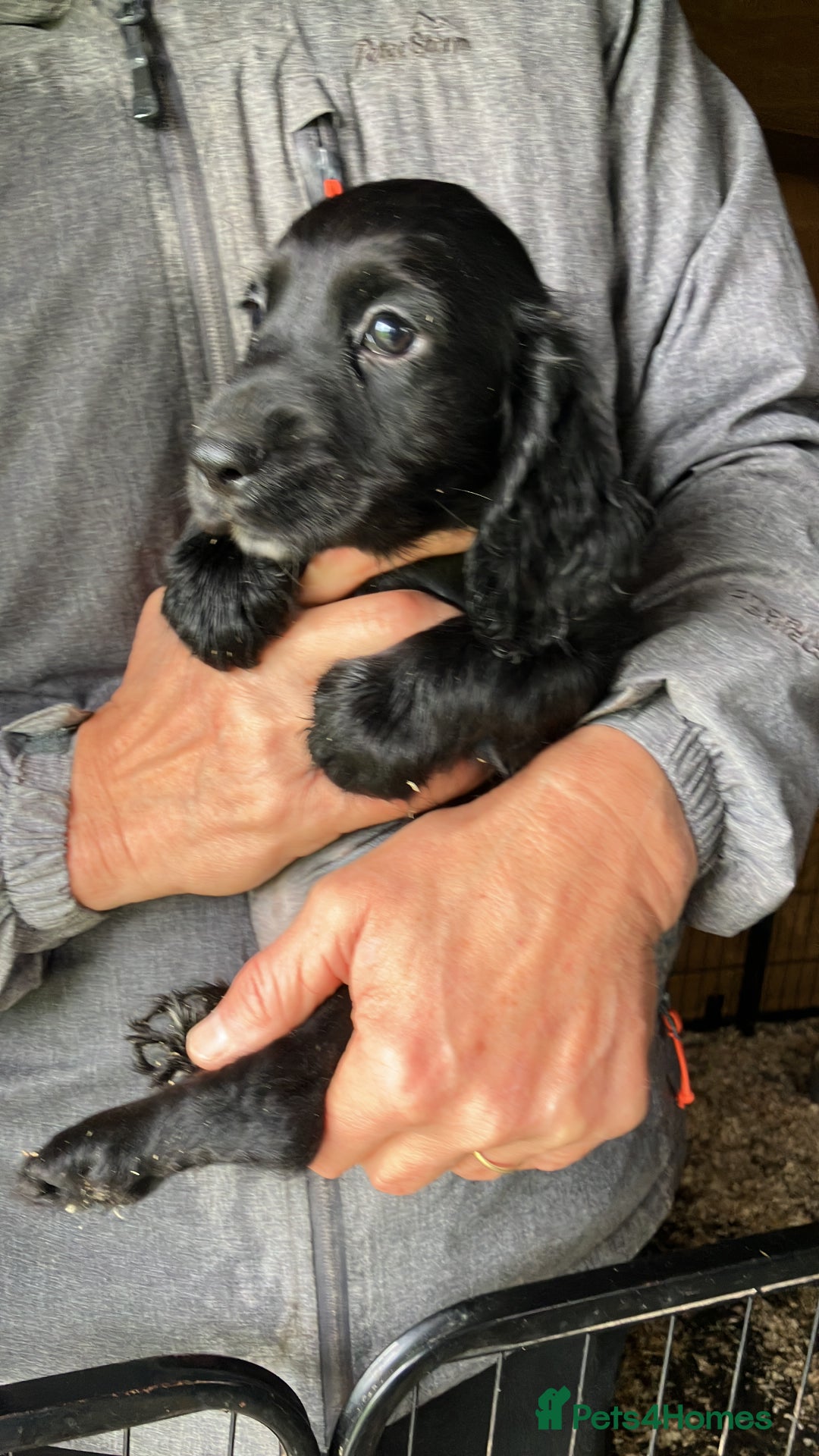Cocker Spaniel dogs for sale: Cocker spaniel puppies - Image 10