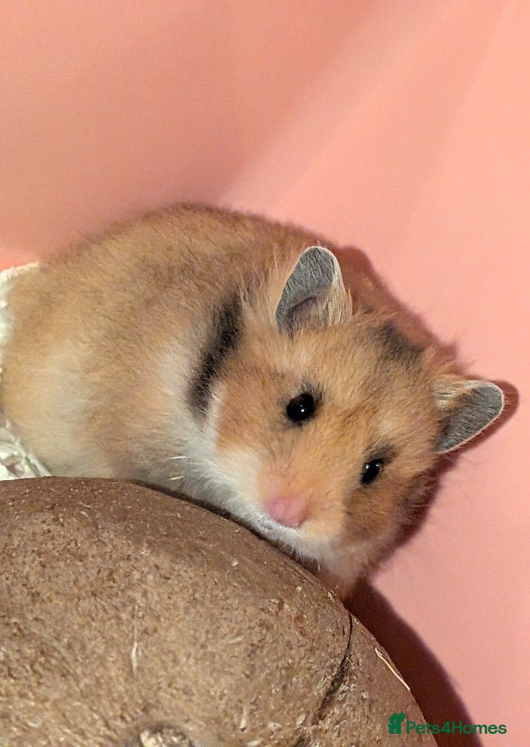 Hamster rodents Female pedigree long haired golden Syrian hamster  - Advert 12