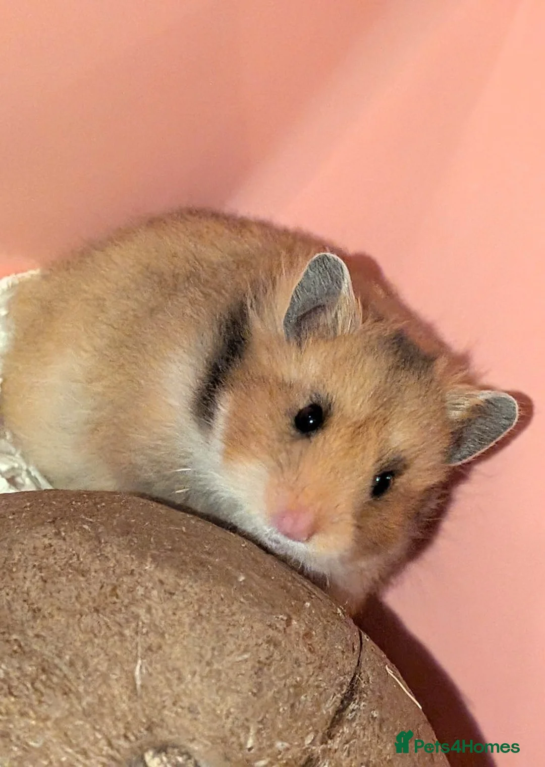 Hamster rodents for sale: Female pedigree long haired golden Syrian hamster  - Advert 1