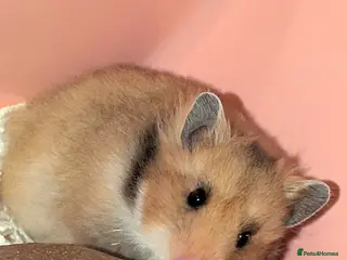 Hamster rodents Female pedigree long haired golden Syrian hamster - Advert 12