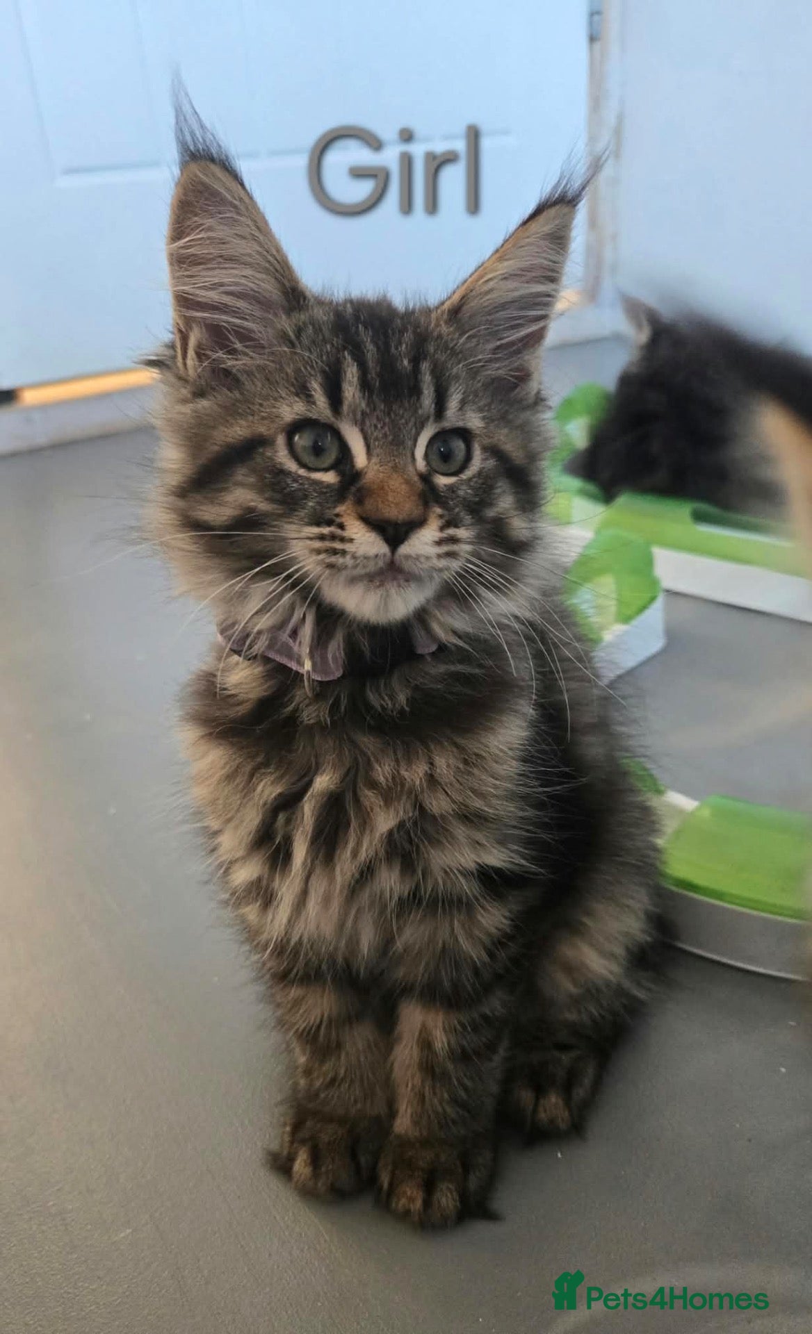 Maine Coon cats 2 TICA registered Maine Coon kittens left. - Advert 2