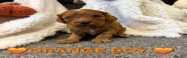 🧡Orange boy 🧡