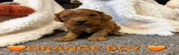 Cockapoo dogs for sale: 🌟F1 miniature health tested cockapoos🌟 - Advert 4