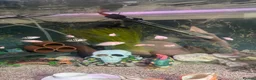 Cichlids fish for sale: White  in Bolton - Advert 3