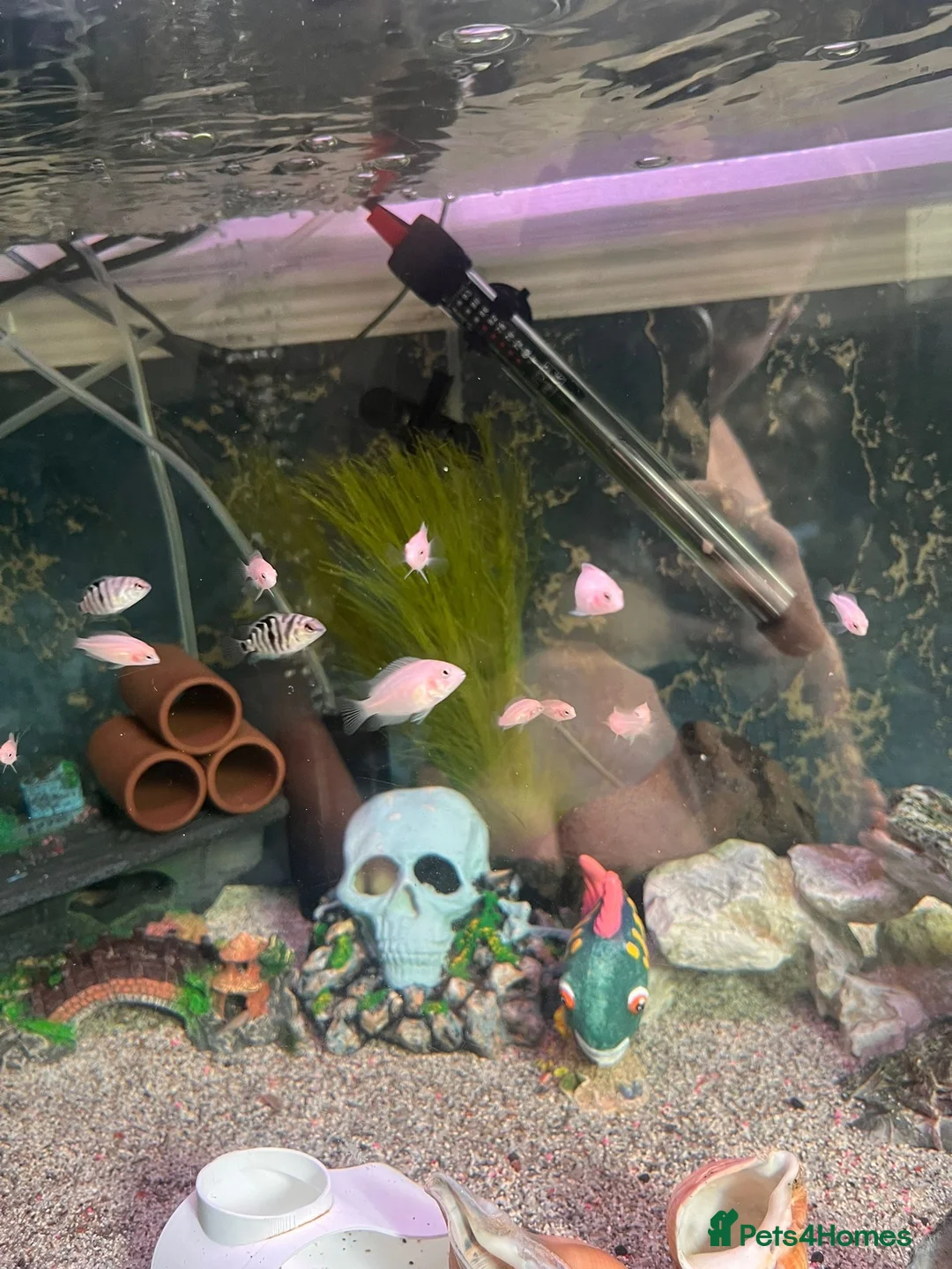 Cichlids fish for sale: White  in Bolton - Advert 3