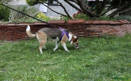 Mixed Breed dogs for adoption:  ❤️🐶Lanie 4-year-old girl with golden heart❤️🐶 - Advert 16