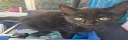 British Shorthair cats for sale: Adorable black and white kittens in Hayling Island - Advert 8