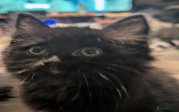 Mixed Breed cats for sale: Spynx X maincoon  - Image 6