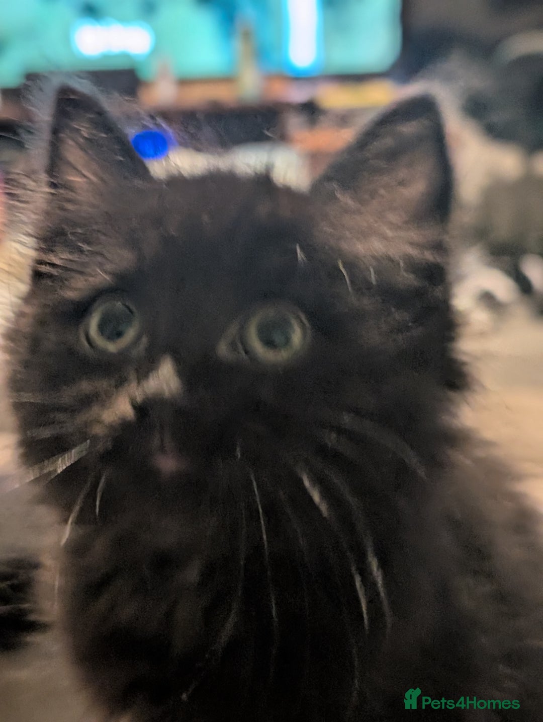 Mixed Breed cats for sale: Spynx X maincoon  - Image 6