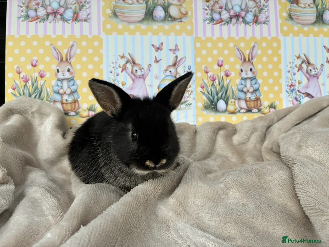 Netherland Dwarf rabbits for sale: Neverland babies 💗💙 - Advert 2