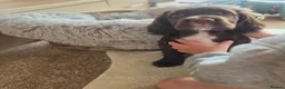 Cocker Spaniel dogs for sale: Rare coloured working type cocker spaniels! - Advert 5