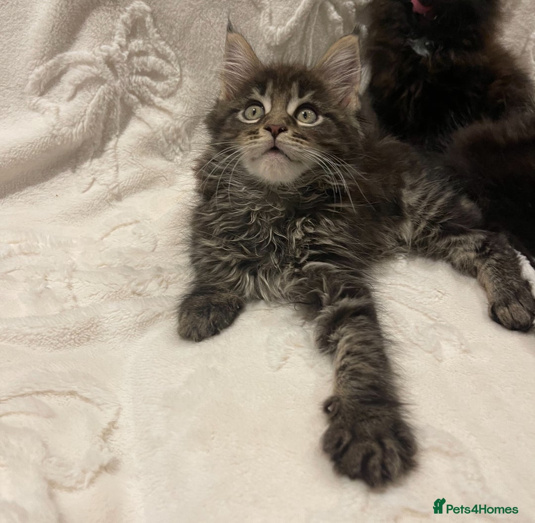 Maine Coon cats for sale: ✨pedigree maine coon kittens - Extra Large lines ✨ - Advert 10