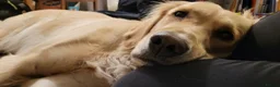 Golden Retriever dogs for sale: Gentle golden looking for a new family. in Taunton - Advert 15