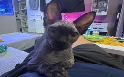 Sphynx cats for sale: Boy available  - Image 2