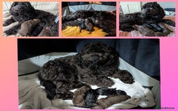 Cockapoo dogs for sale: F2b cockapoo Puppies (all females) - Image 11