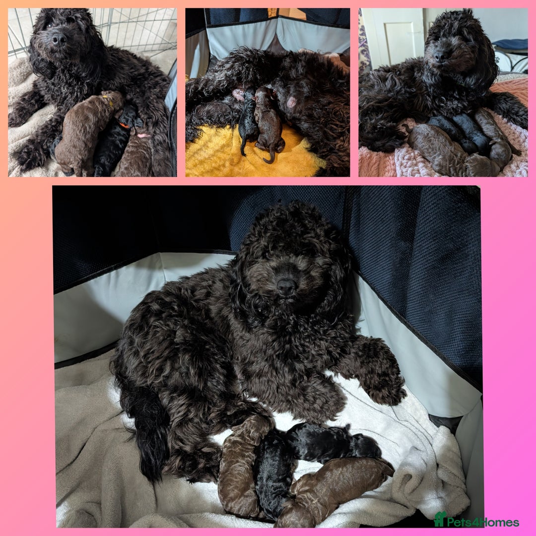 Cockapoo dogs for sale: F2b cockapoo Puppies (all females) - Image 11