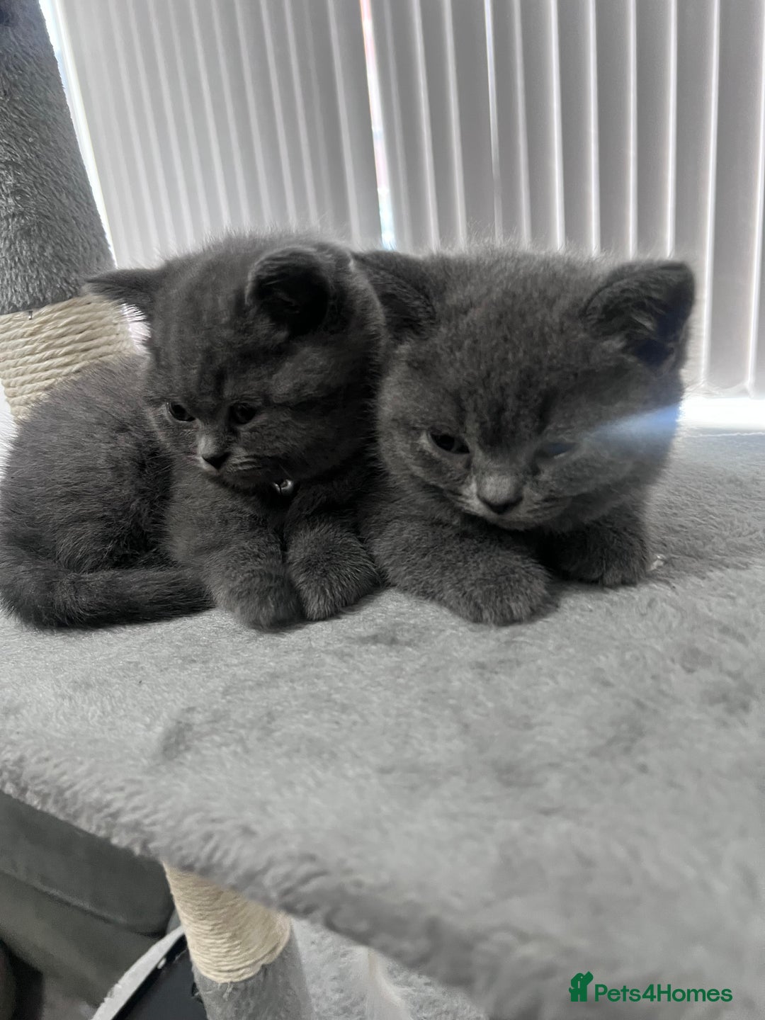 British Shorthair cats for sale: 3 British short hair kittens - Advert 1