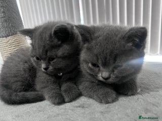 British Shorthair cats 3 British short hair kittens - Advert 1