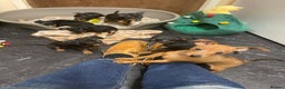 Miniature Pinscher dogs for sale: Beautiful Miniature Pinscher . - Advert 16