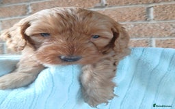 Cockapoo dogs for sale: READY NOW 5* F2B Apricot Merle Cockapoos - Image 18