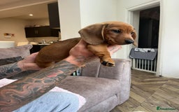 Miniature Dachshund dogs for sale: BEAUTIFUL MINIATURE DACHSHUND PUPPIES - Image 4