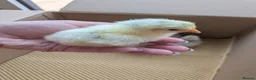 Chickens poultry for sale: Pekin bantam day olds - lots of colours  - Advert 3