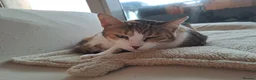 Mixed Breed cats for adoption: Viola - calm and sweet girl - Advert 4