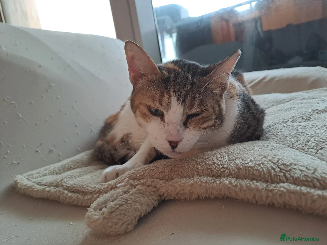 Mixed Breed cats for adoption: Viola - calm and sweet girl - Advert 4