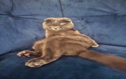 Mixed Breed cats for sale: House cat. British short hair and Scottish fold - Advert 2