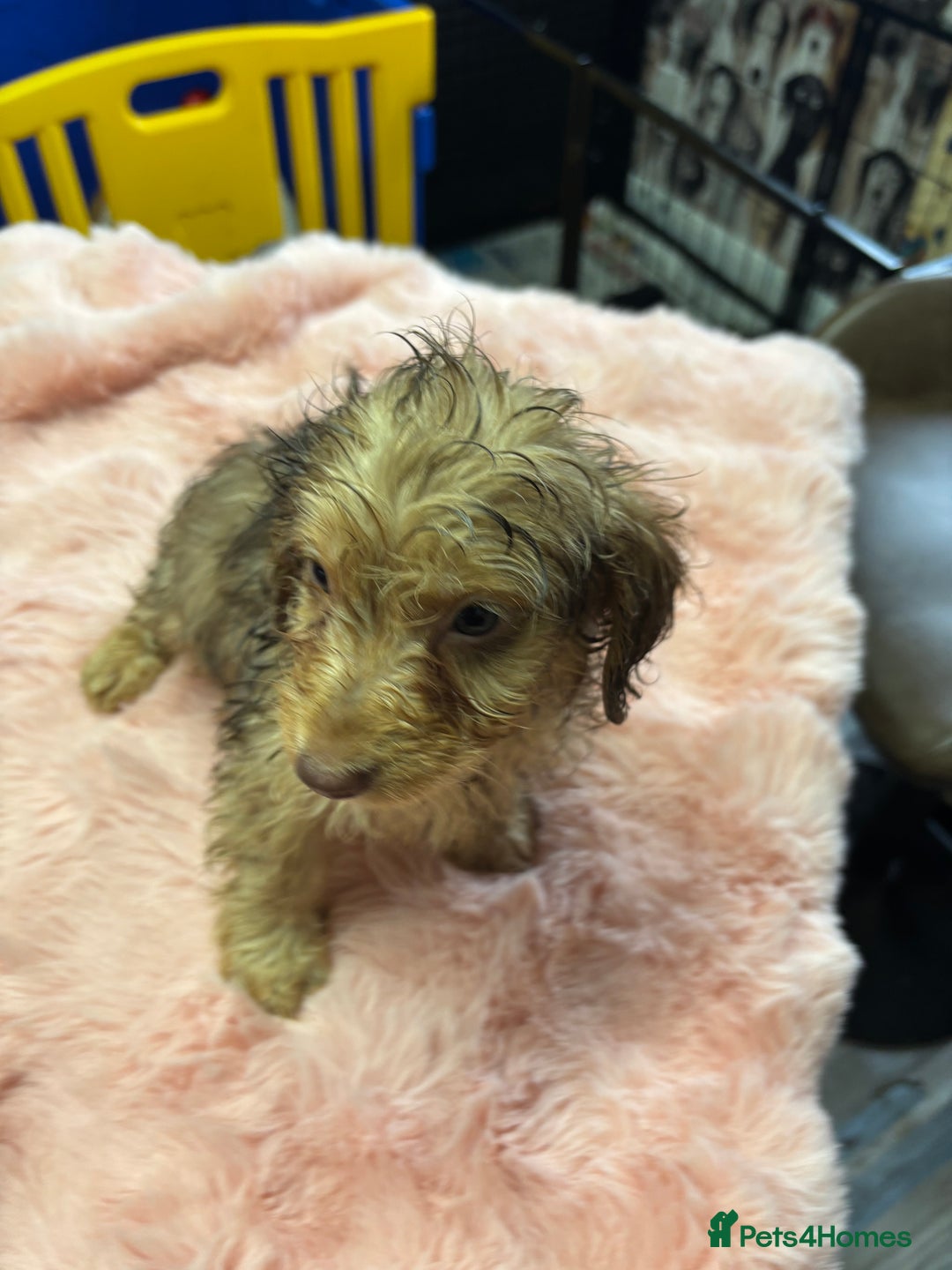Mixed Breed dogs for sale: Puppies - Image 1