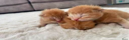 Mixed Breed cats for sale: Beautiful rogdoll cross maincoon xxl kittens  in Colchester - Advert 5