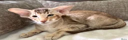 Oriental cats for sale: Oriental ticked tabby boy - Advert 2