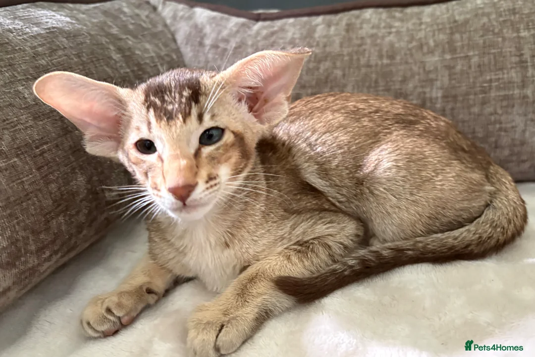 Oriental cats for sale: Oriental ticked tabby boy - Advert 2