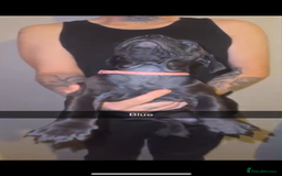 Cane Corso dogs for sale: Cane Corso Puppies - 4 Females & 1 Male, Ready Now - Image 6