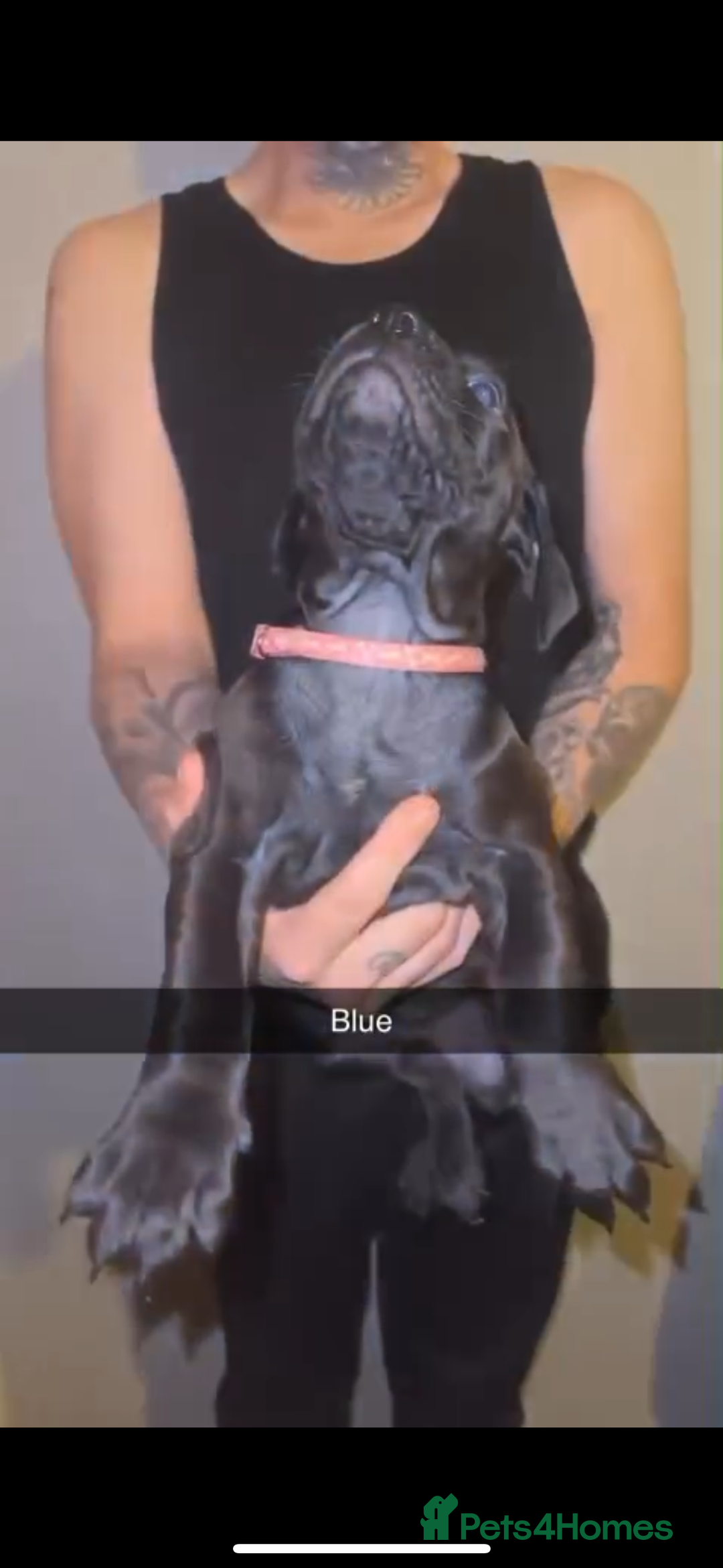 Cane Corso dogs for sale: Cane Corso Puppies - 4 Females & 1 Male, Ready Now - Image 6