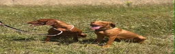 Hungarian Vizsla dogs for sale: 10month old girls for pet homes - Advert 1