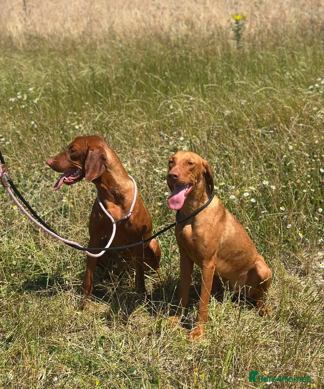 Hungarian Vizsla dogs for sale: 10month old girls for pet homes - Advert 1