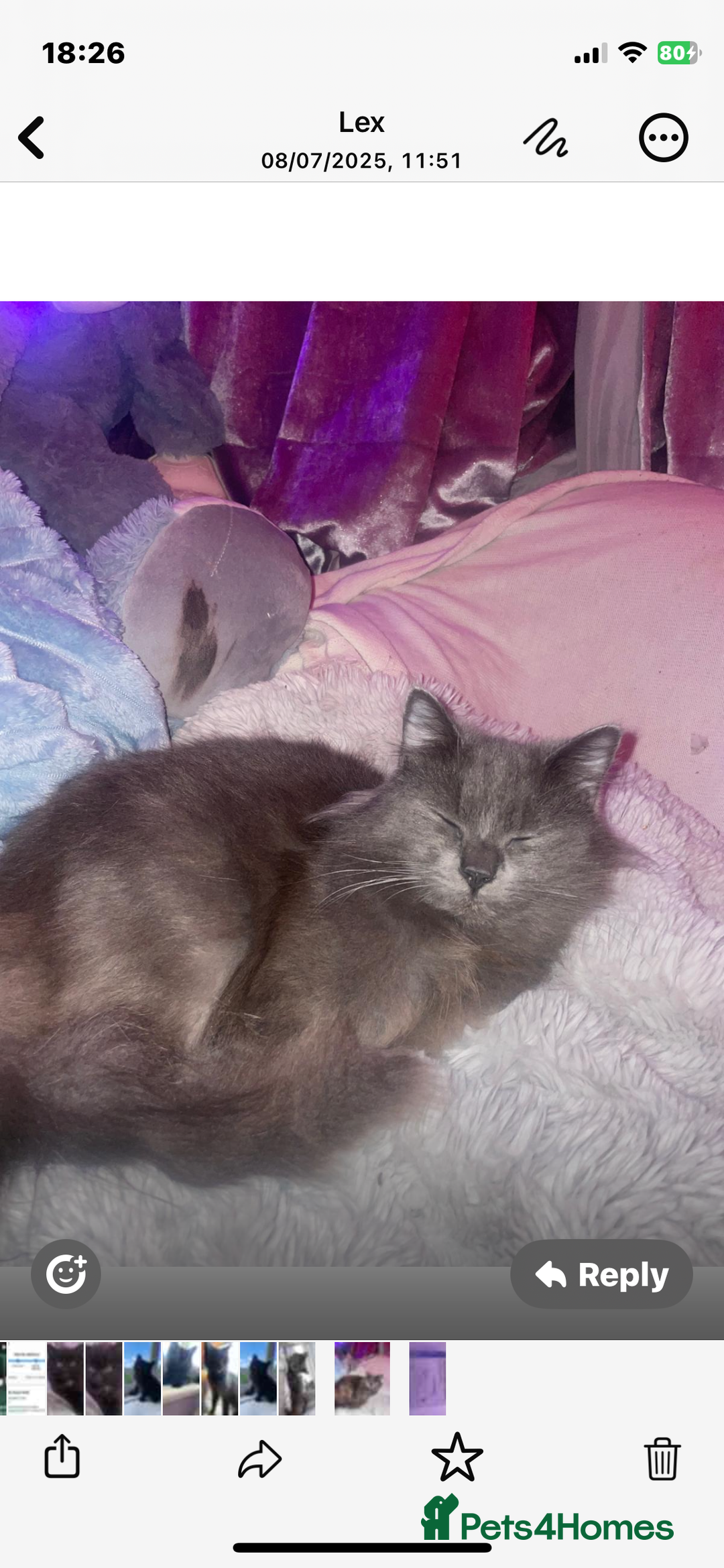 Mixed Breed cats for sale: Main coon x British shorthair  - Image 5