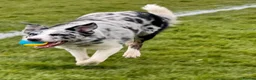 Border Collie dogs for sale: Border collie pups in Chesterfield - Advert 1