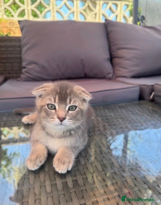 Scottish Fold cats ✨Kittens looking for forever home ✨ - Advert 12