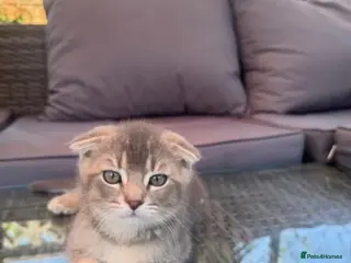 Scottish Fold cats ✨Kittens looking for forever home ✨ - Advert 12