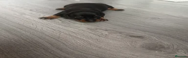 Black & tan boy 